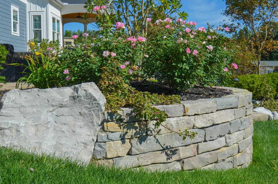 Limestone raised bed retaining wall with shrub roses beside a house